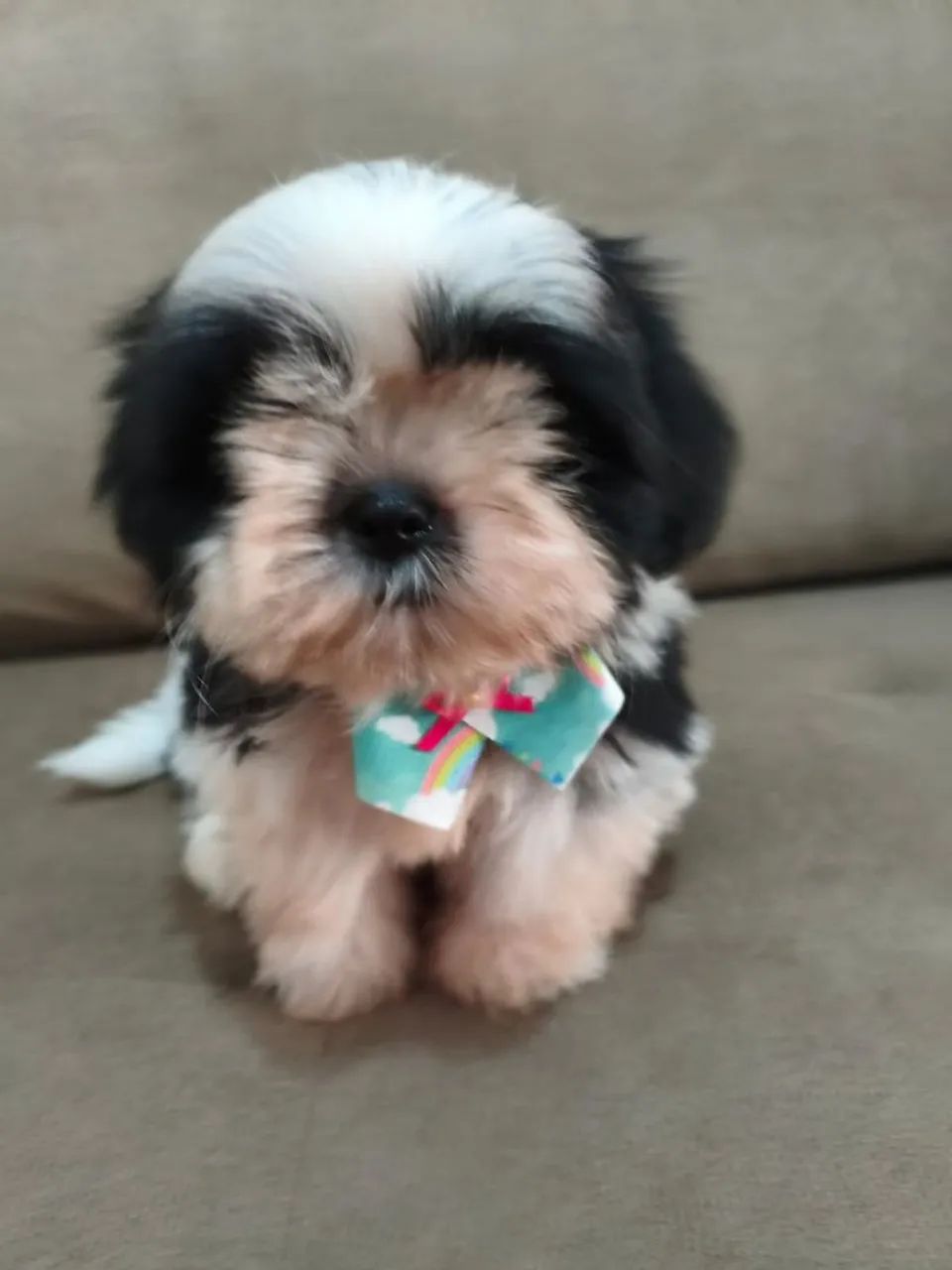 Filhotes de Shih tzus - Foto 5