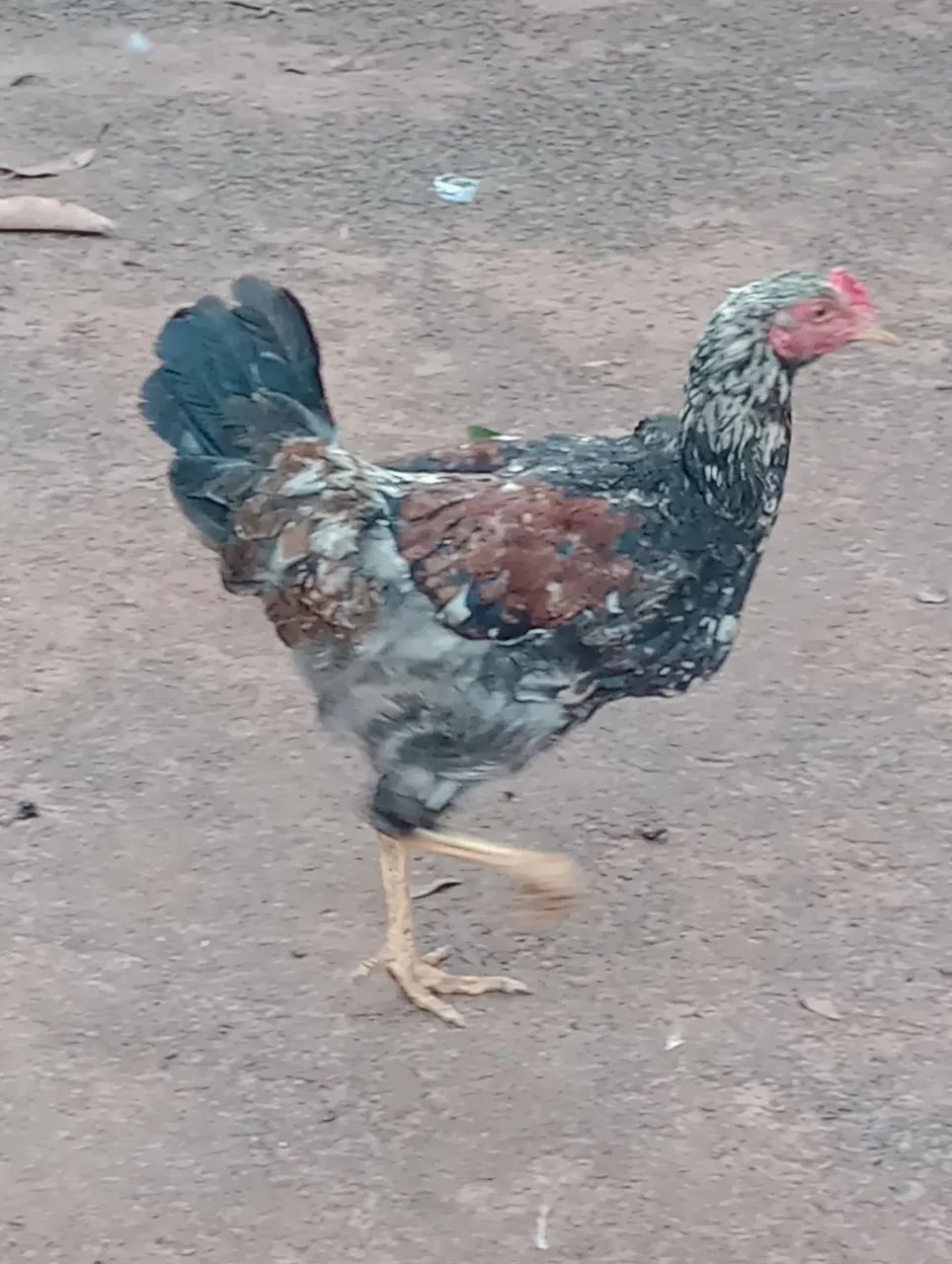 Vendo 5 franguinhos ainda meio pequeno duas frangas lindas quase botando e um frango  - Foto 2