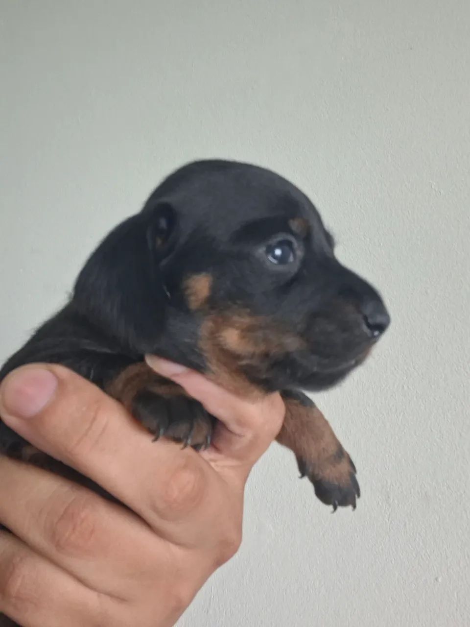 Daschund filhotes  - Foto 4