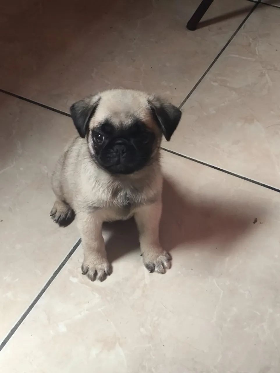 PUGS fêmeas  - Foto 6