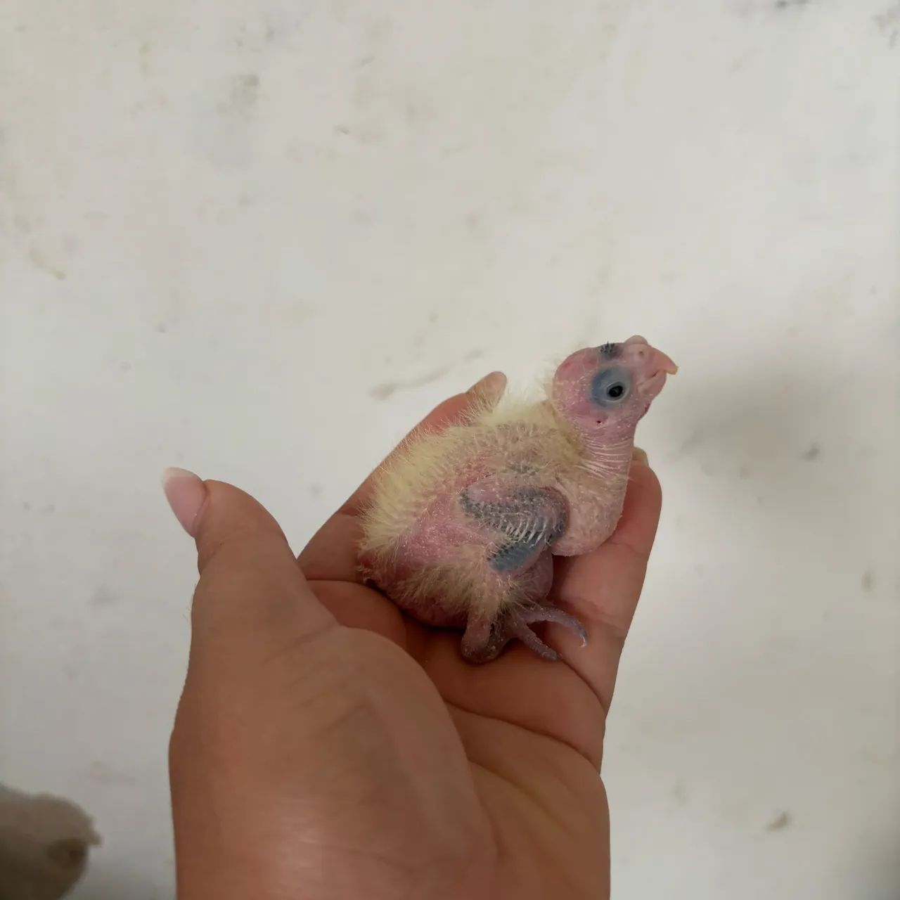 Interessados chamar no zap