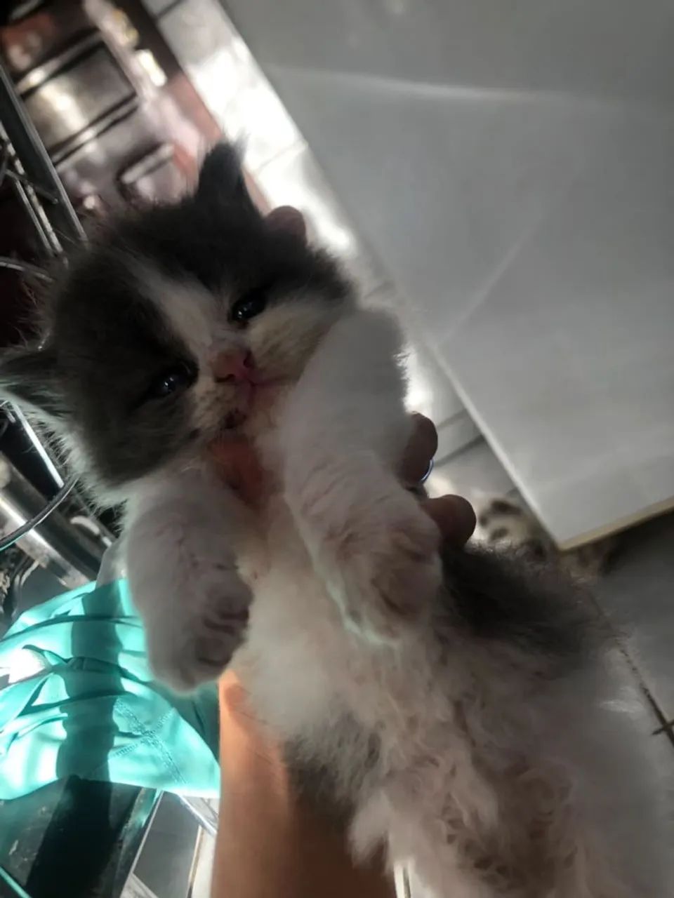 Gatos  - Foto 2