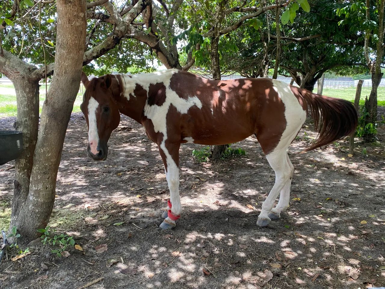 Cavalo de direita  - Foto 2