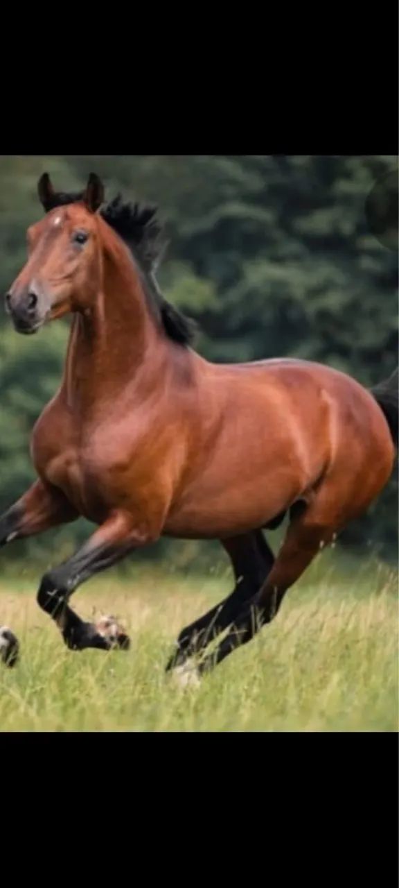 Aluga pasto  - Foto 2