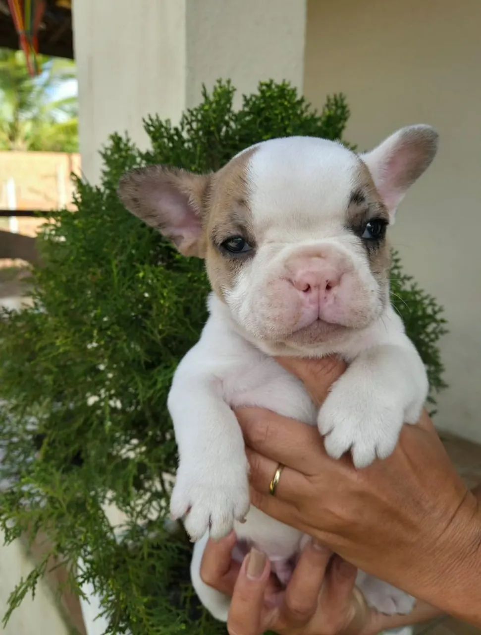 Bulldog francês  - Foto 5