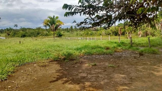 Fazenda 250hectares (pra vender urgente) - Foto 9
