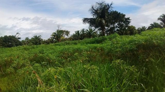 Fazenda 250hectares (pra vender urgente) - Foto 2