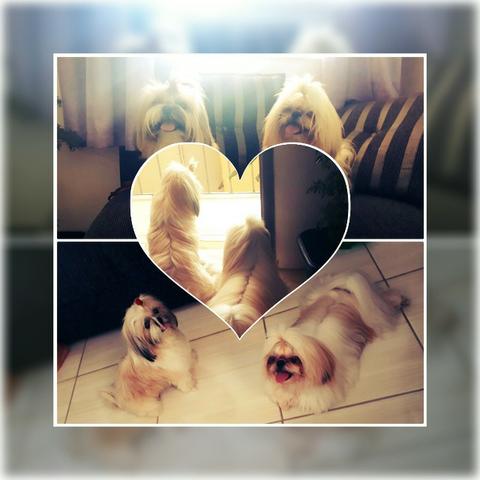 Shih Tzu