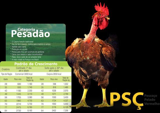 Pintinhos Label Rouge Selecionados - Foto 4