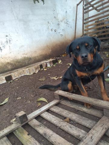 Rottweiler alemão,puro um ano - Foto 2