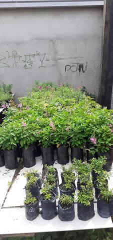 Plantas - Foto 4