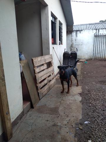 Rottweiler alemão,puro um ano