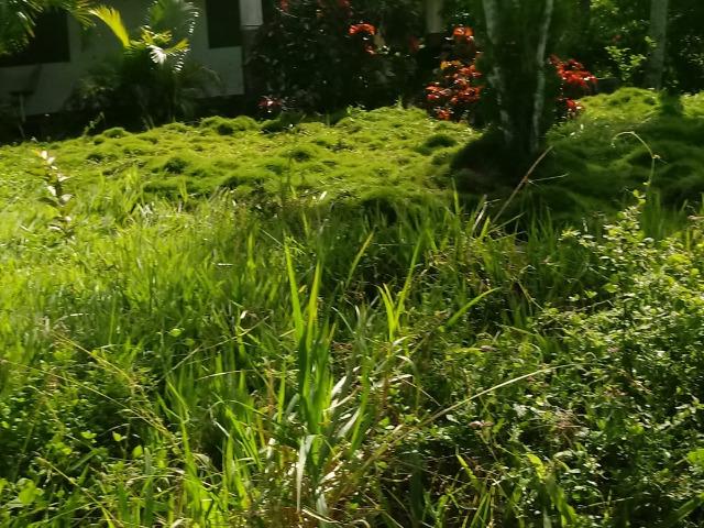 Fazenda Ipiaú vale do Gongoji de 1.150ha com estrutura e sede. Oportunidade - Foto 7