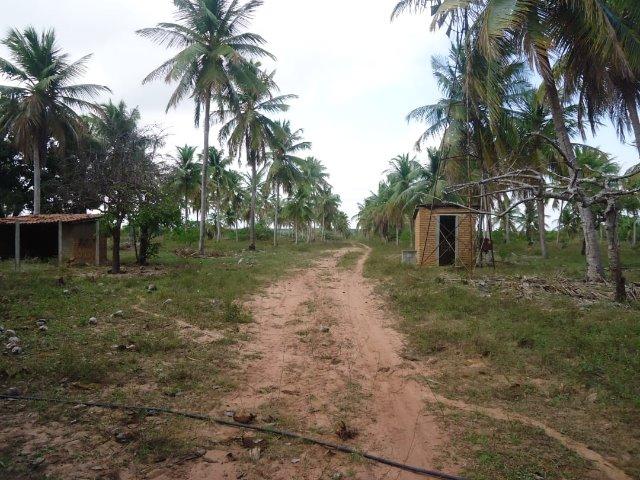 Vendo Granja em Touros-49 hectares-Escritura Publica-1500 pé de Coqueiros-Pau-Caju - Foto 18