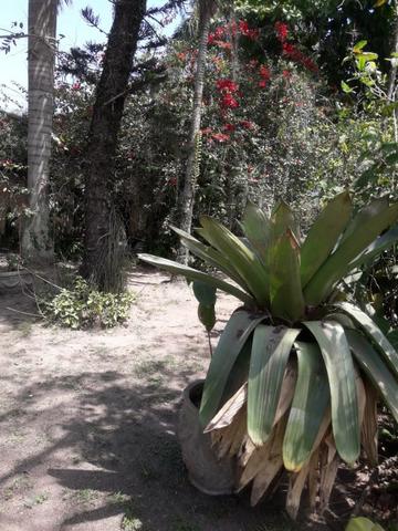 Ótima oportunidade sitio - Foto 18