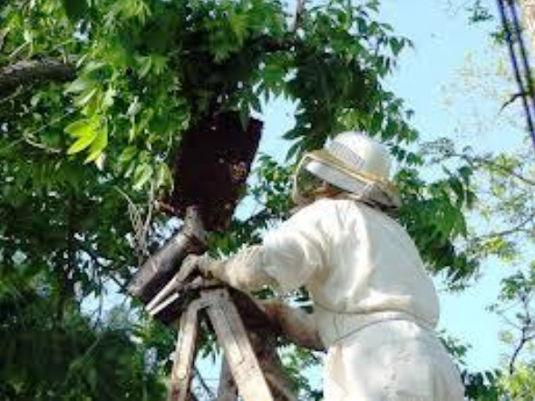 Puromel- O puro mel da abelha italiana de florada silvestre - Foto 4