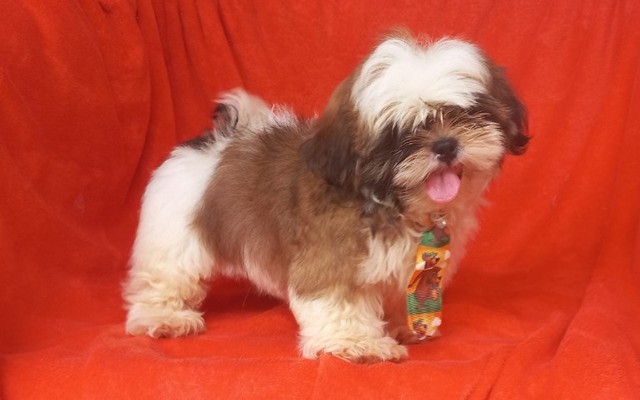 shih tzu macho Filhote - Vacinado com Pedigree, comendo ração. Em 12 x sem juros. 