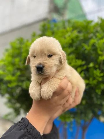 golden muito fofinho a pronta entrega, um pet de família - Cachorros e  acessórios - Pinheiros, São Paulo 1097949230