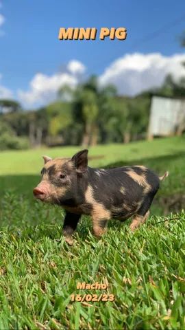 Mini Pigs Disponíveis Para Reserva 