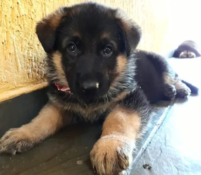 Cães da raça pastor Alemão manto negro cães de alerta e vigilância  - Foto 6