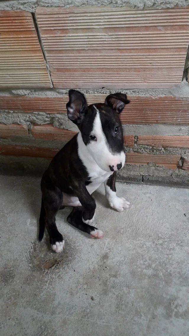Filhote Bull Terrier Inglês maravilhoso  - Foto 3