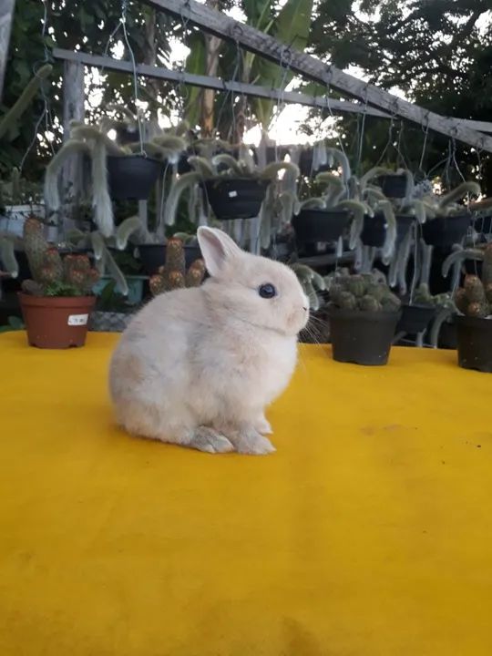 Coelho anão importado  - Foto 5