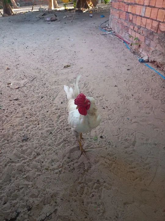 Galo branco lindo - Foto 2