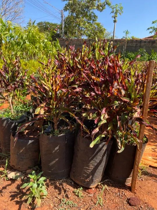 Mudas de croton  - Foto 2