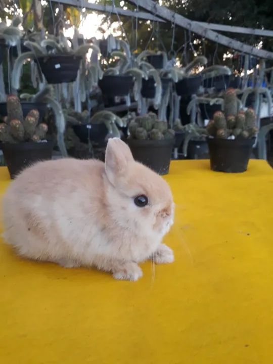Coelho anão importado  - Foto 6