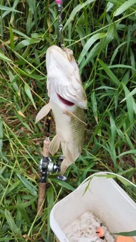 carretilha soloking bfs accura - ultra leve (136g) esquerda - Foto 4