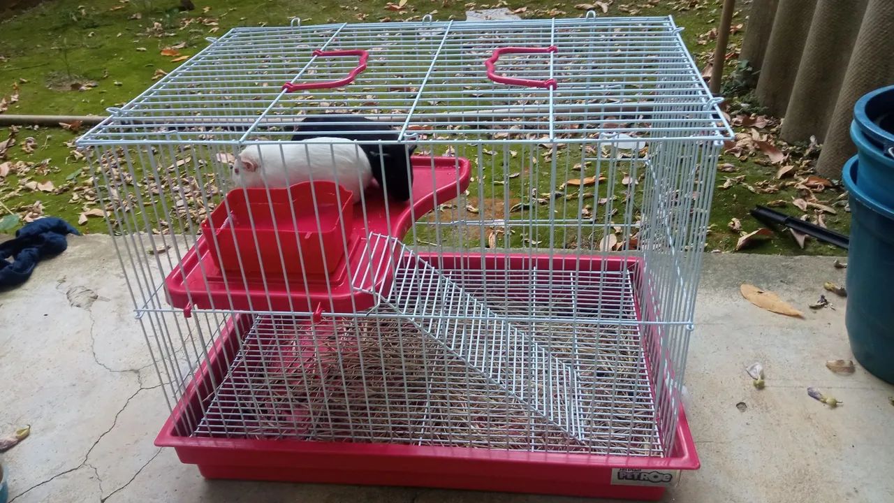 Vendo Gaiola para Coelho, Porquinho da Índia, chinchila, hamster  - Foto 2