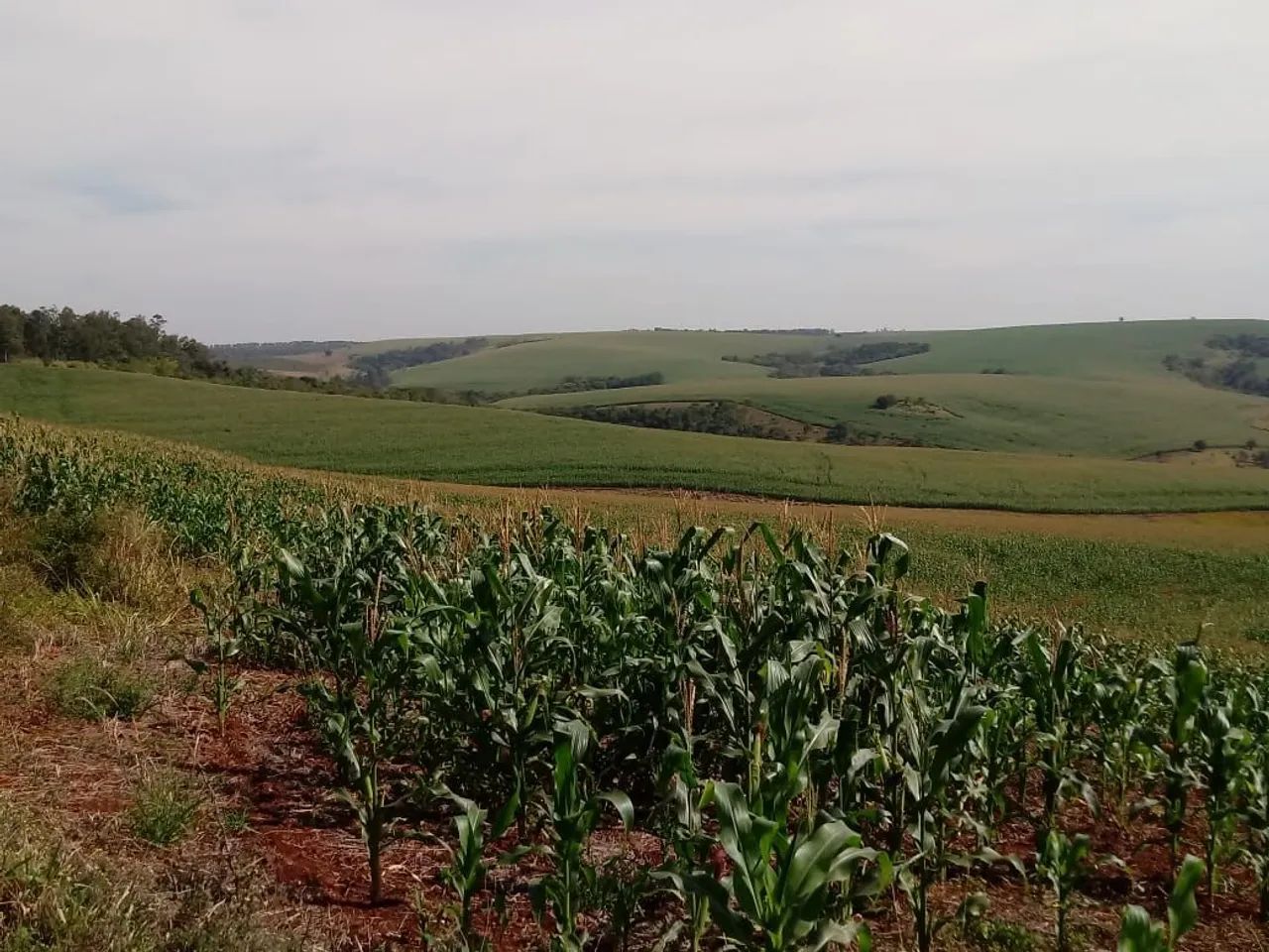 Fazenda 575 alqueiro  - Foto 4