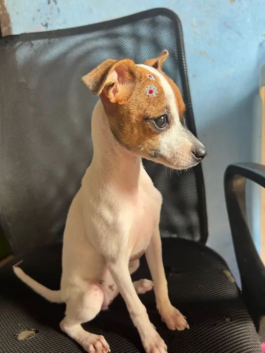 Pinscher N1 (Fêmea)