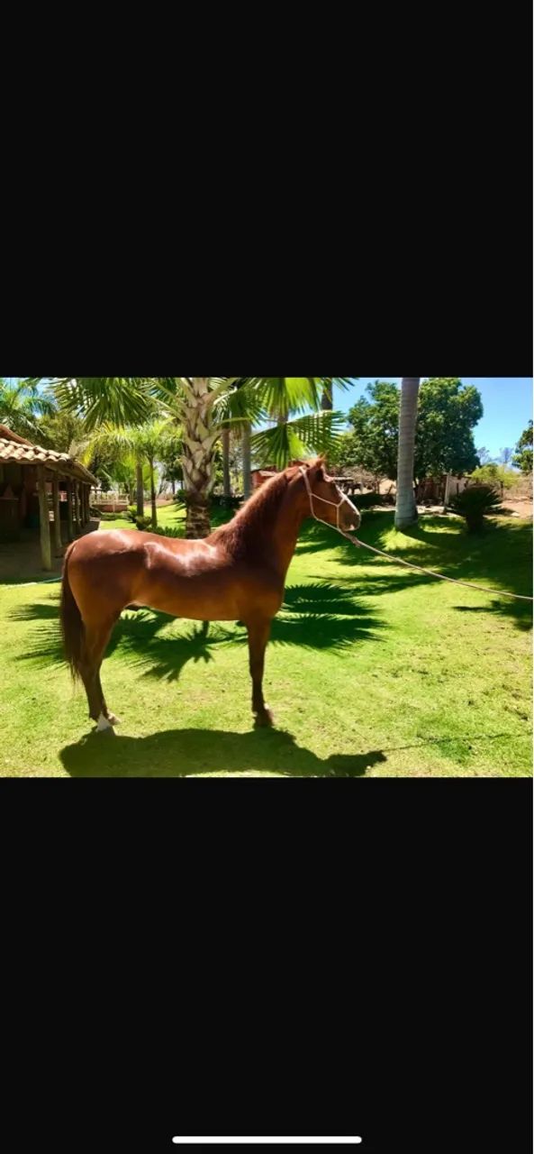 Cavalo Mangalarga  - Foto 2