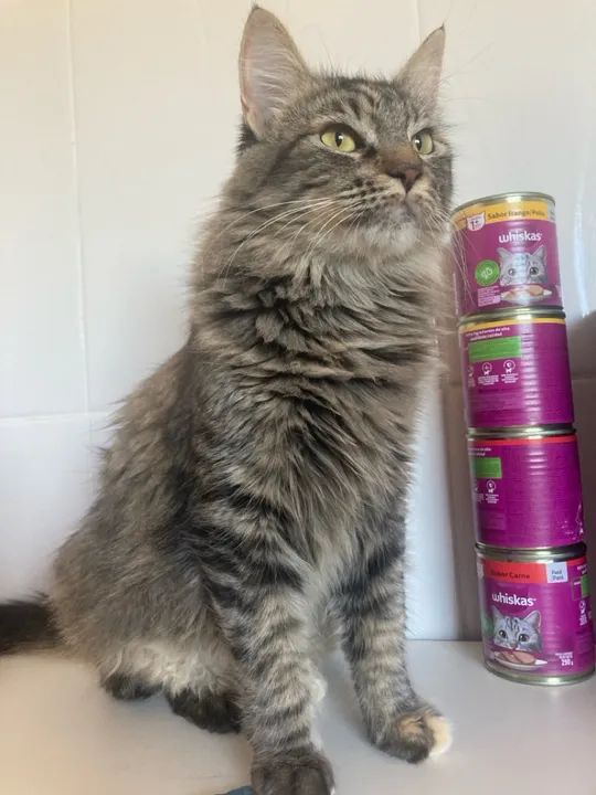 Gata linda e dócil para adoção - Foto 3