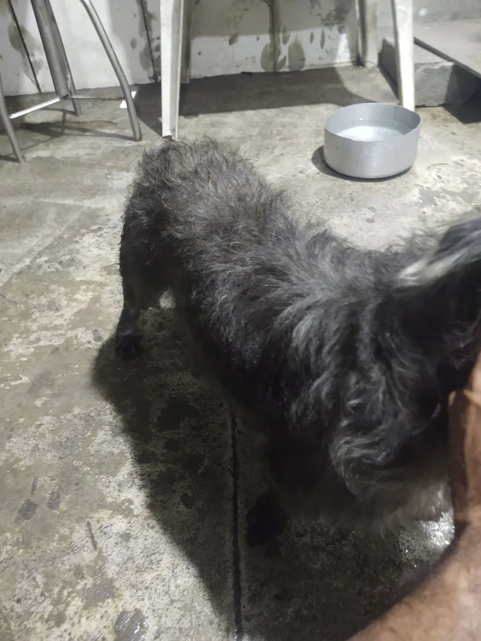 Doas esse cachorro macho ele é docio  - Foto 4