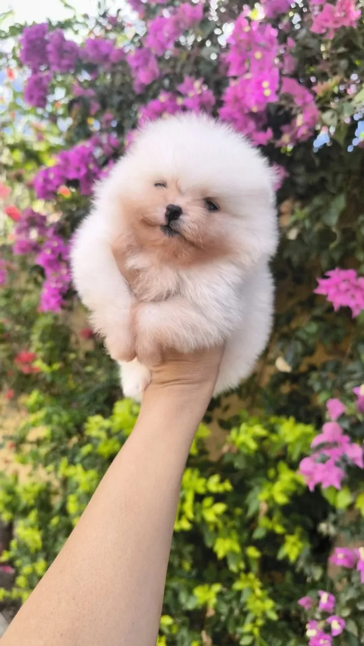 **? POMERÂNIA BRANCO - FILHOTE DE LINHAGEM CAMPEÃ! ?**