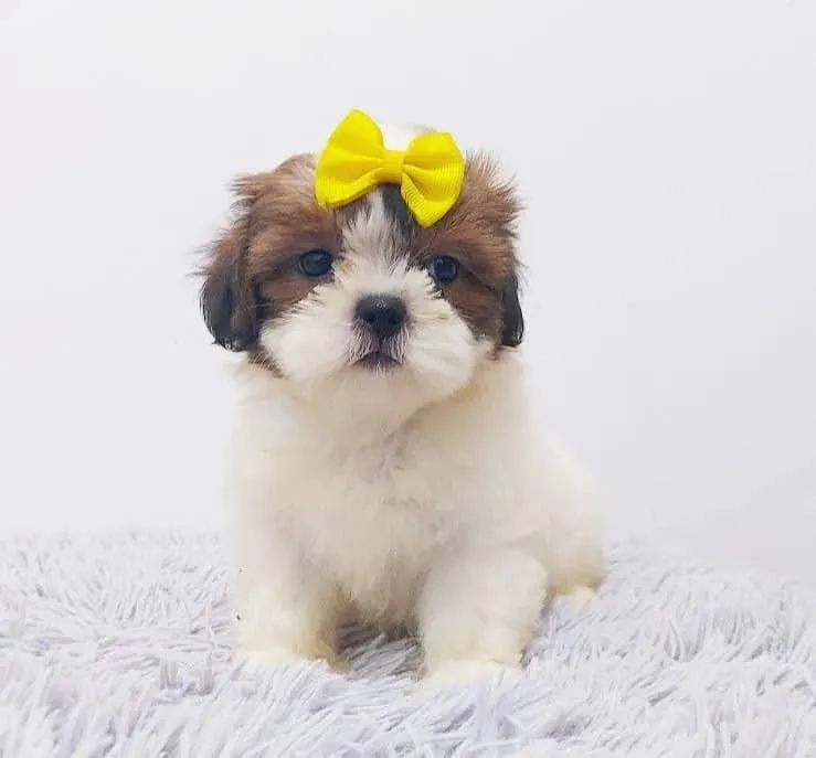 Caieiras Kennel - Filhotes únicos e exclusivos para quem ama intensamente  !