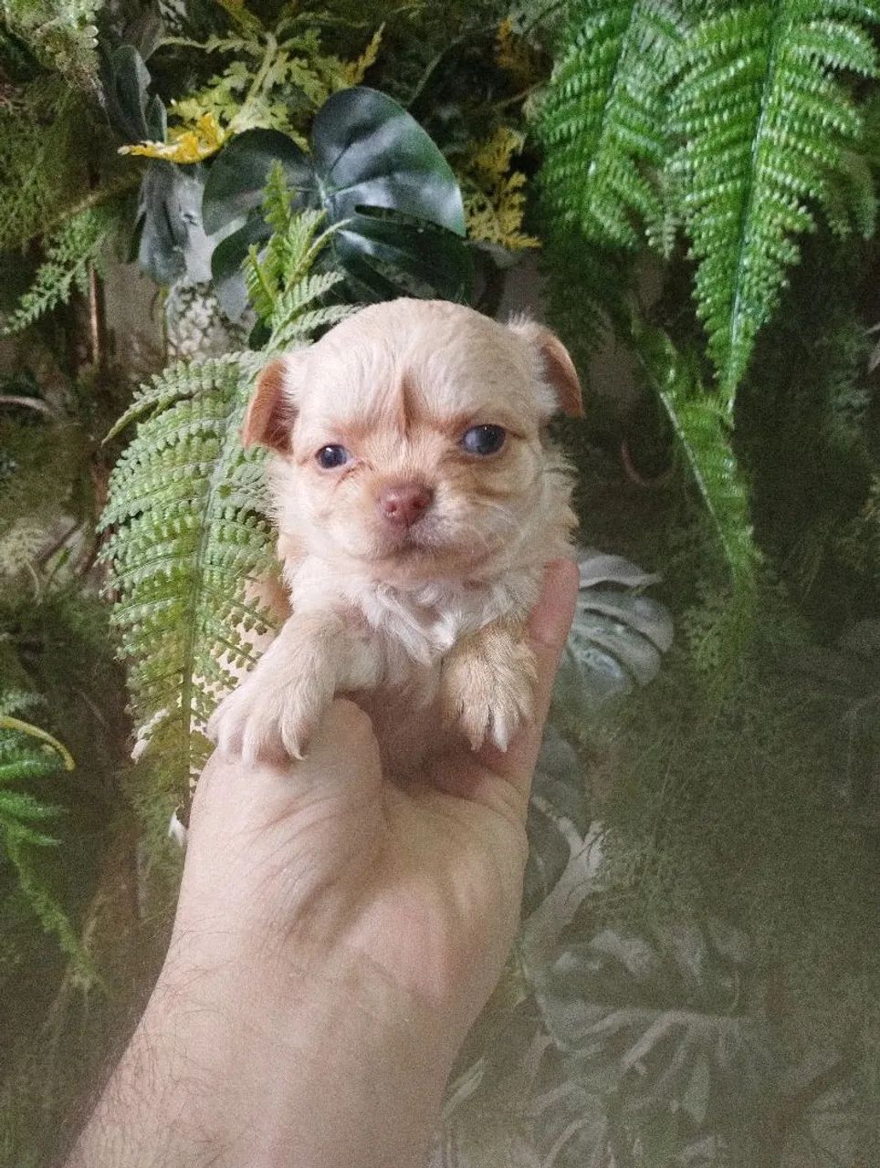 Filhote de Chihuahua - Pelagem Clara e Olhos Azuis - Foto 2