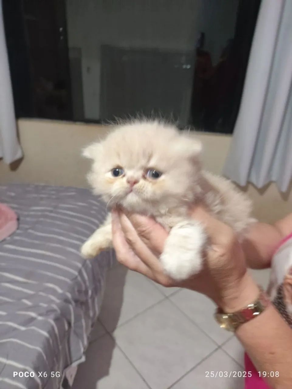 Gato Persa puros filhotes - Foto 3