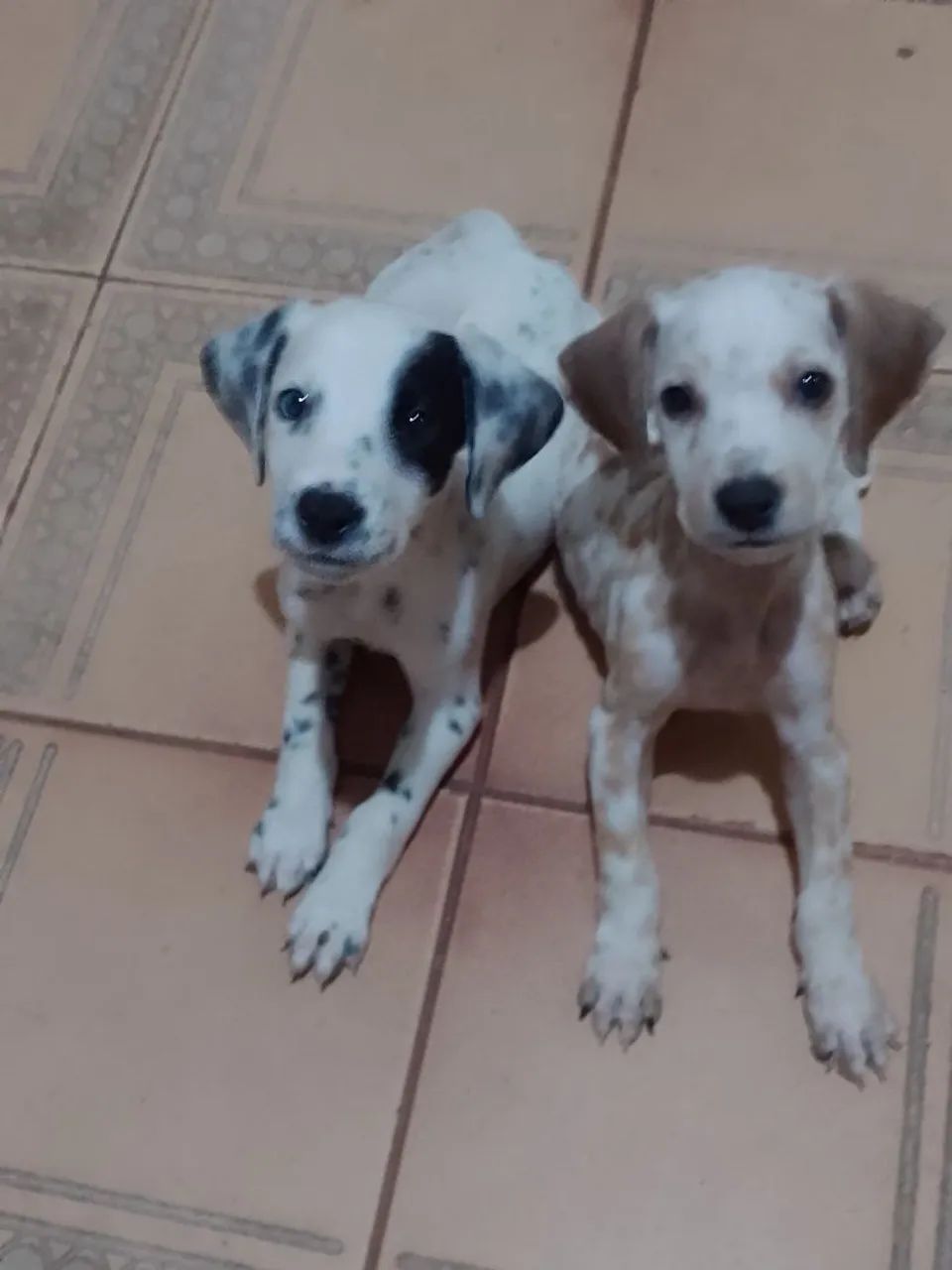 Dois filhotes de cachorro - Foto 2