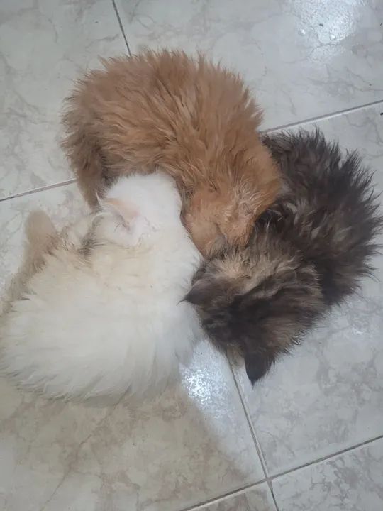 Lindos persas legítimos - Foto 4