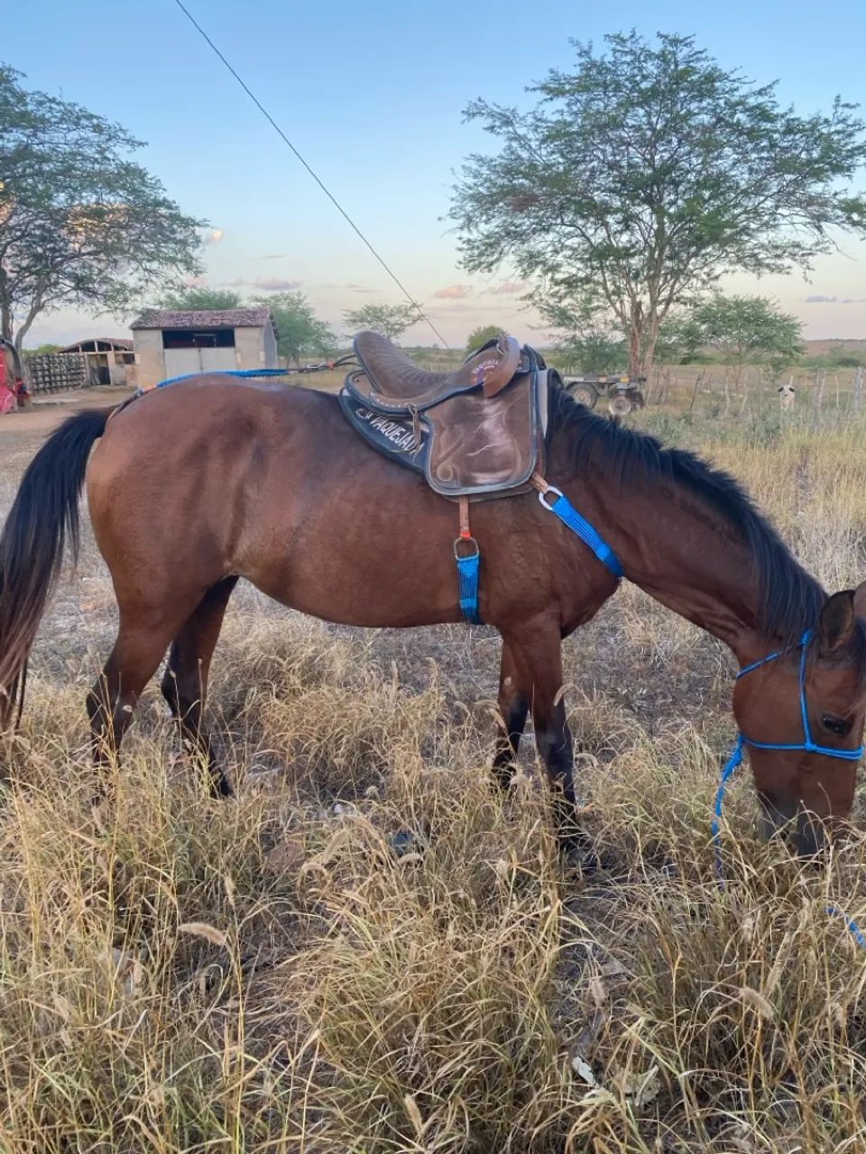 Egua prenha de quarto de milha  - Foto 2