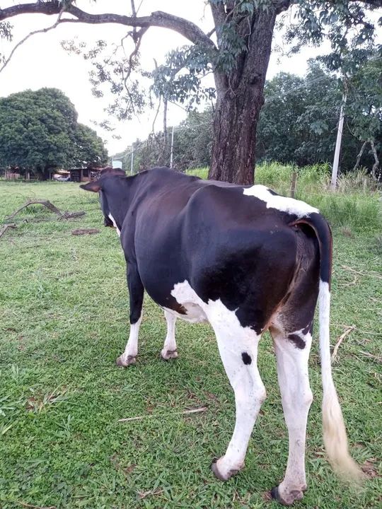 Vacas de leite - Foto 5