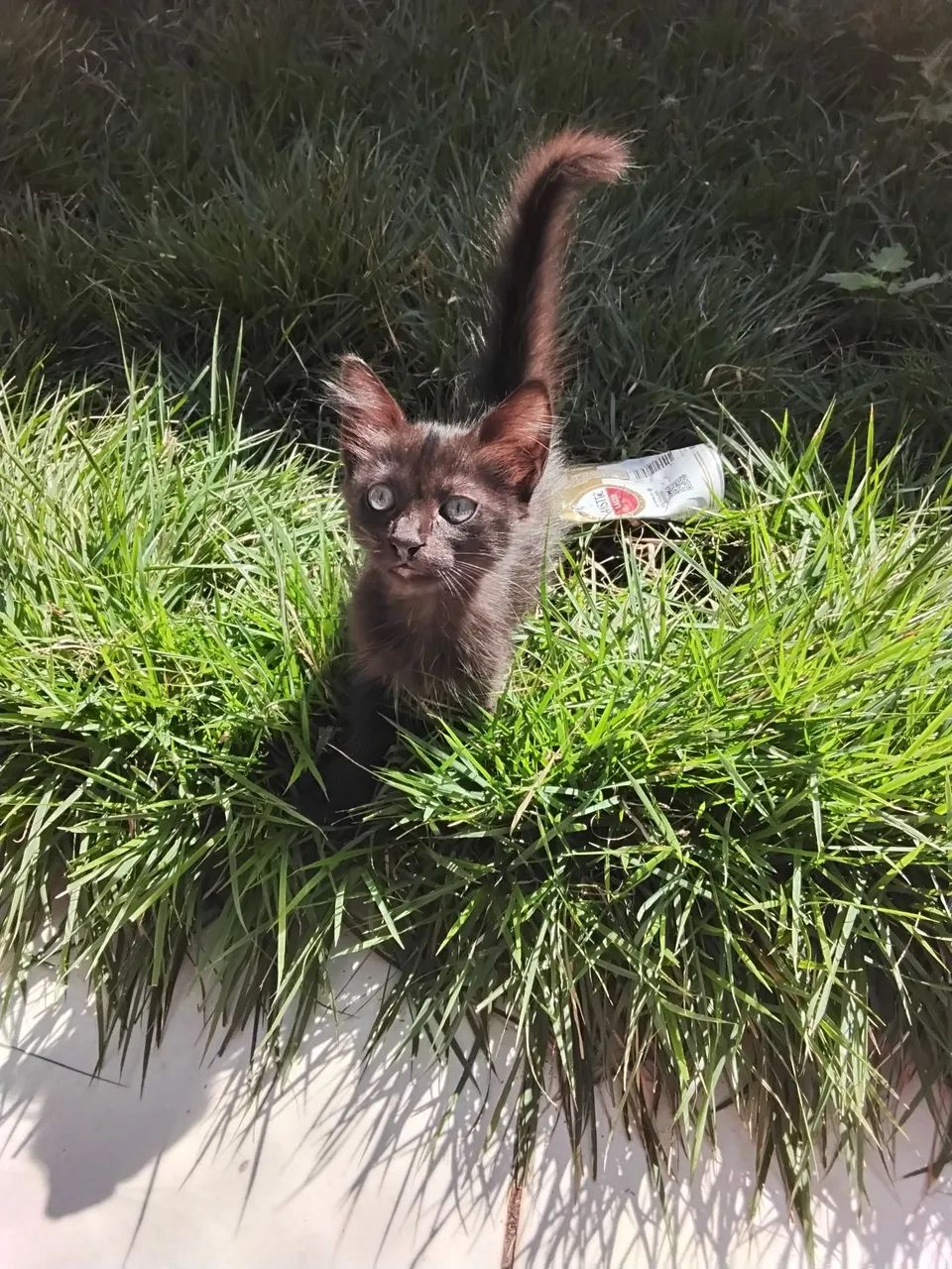 Gatinha linda para adoção