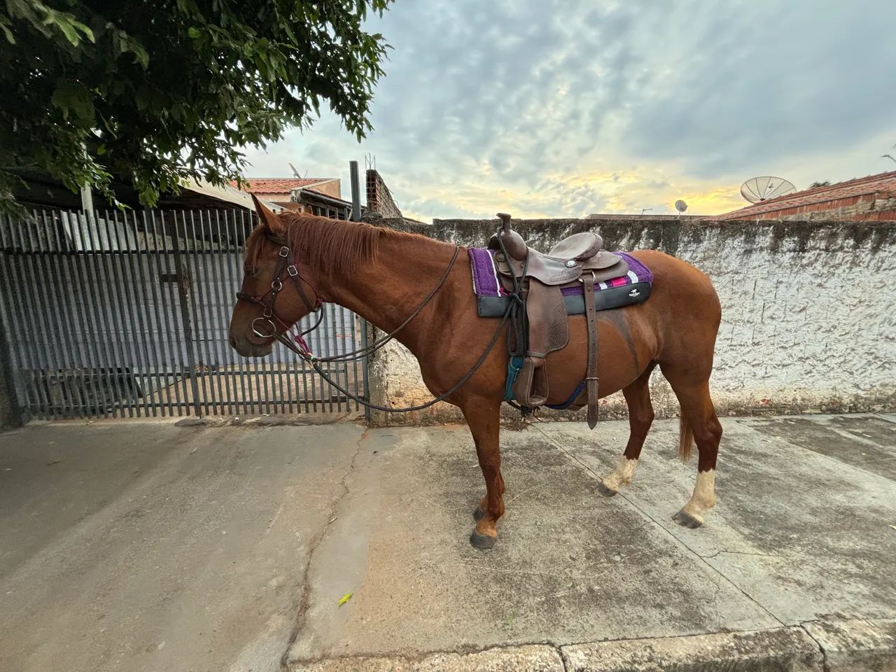 Vende-se égua  - Foto 2