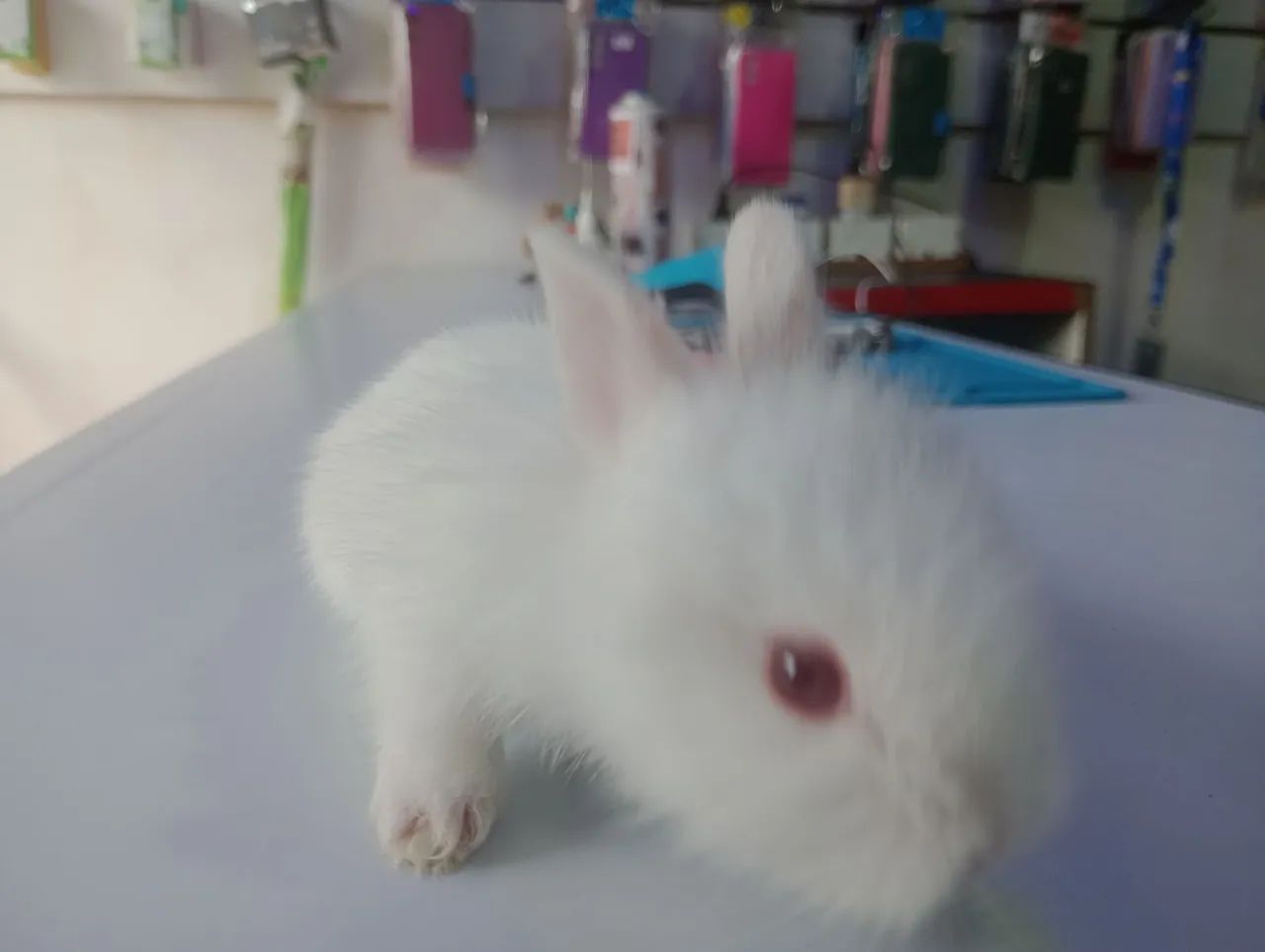 Coelhos filhotes  - Foto 4