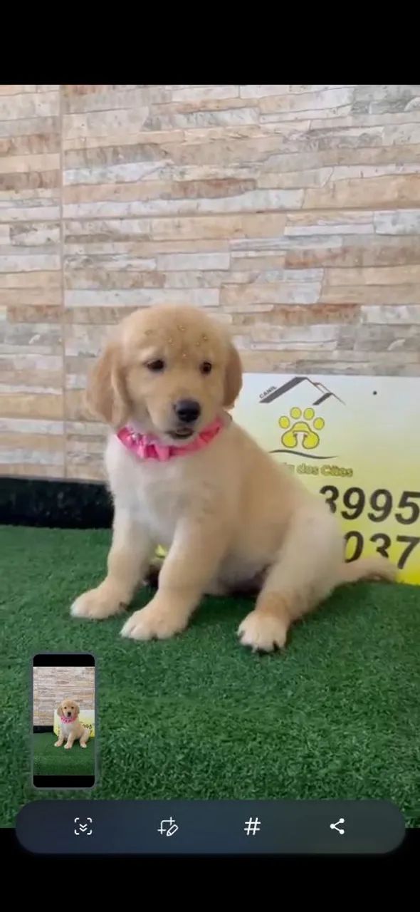 Filhote Golden Retriever -Puricimmo com Garantia  no contrato  - Foto 3