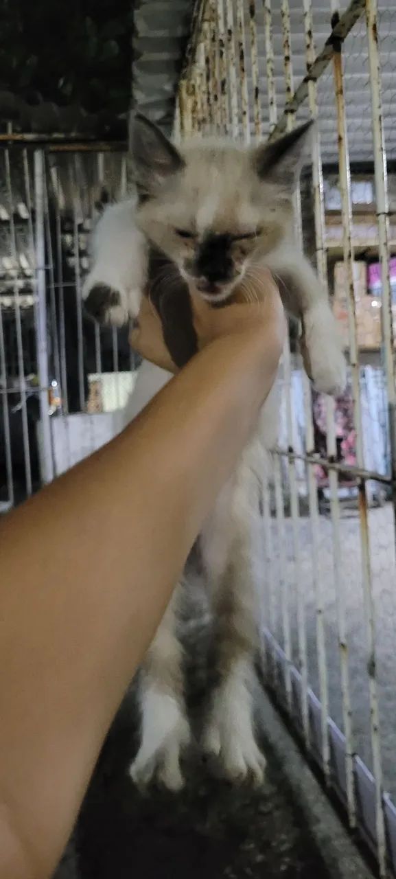 Gatinho Branco e marrom - Foto 4
