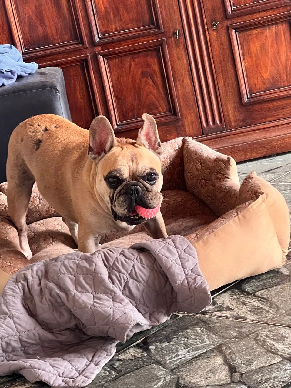 Pet sitter - cuidadora de animais - Foto 4